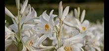 Ľalia biela liečivá - Lilium candidum -cibuľky - Obrázok č. 1