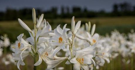 Cibuľky ľalie biele liečivé -lilium candidum. Obvod cibule 20/22 - Obrázok č. 1