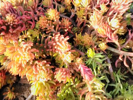 sedum-  rozchodník na zelenú strechu - Obrázok č. 1