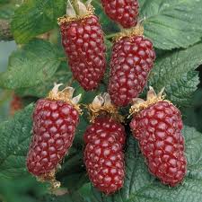 Malinočernica - TAYBERRY - Obrázok č. 1