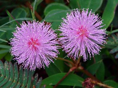 Mimosa pudica - semená - Obrázok č. 1