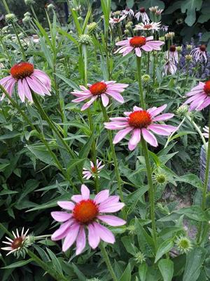 Echinacea purpurea-semená - Obrázok č. 1
