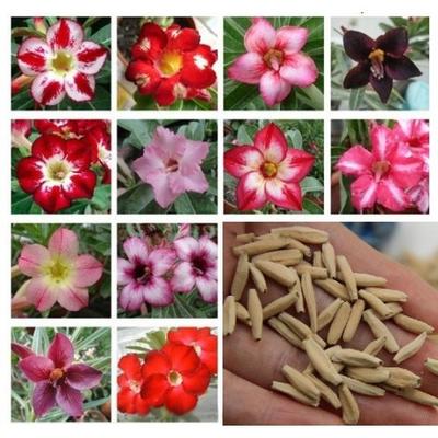 Adenium obesum - Obrázok č. 1