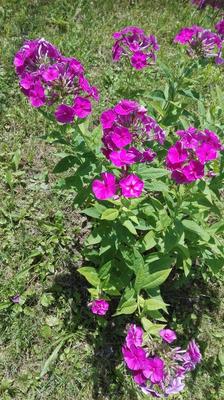 Phlox paniculata - Obrázok č. 1