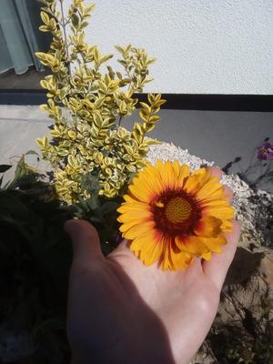 Semená - kokarda veľkokvetá vysoká - Obrázok č. 1