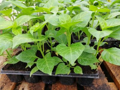 Predaj Jalapenos a chilli sadeníc a priesad - Obrázok č. 1