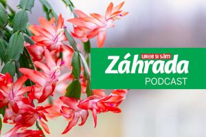 Čo robiť, aby vám vianočné izbovky vydržali čo najdlhšie? Na túto otázku odpovedáme v najnovšej epizóde podcastu Záhrada!