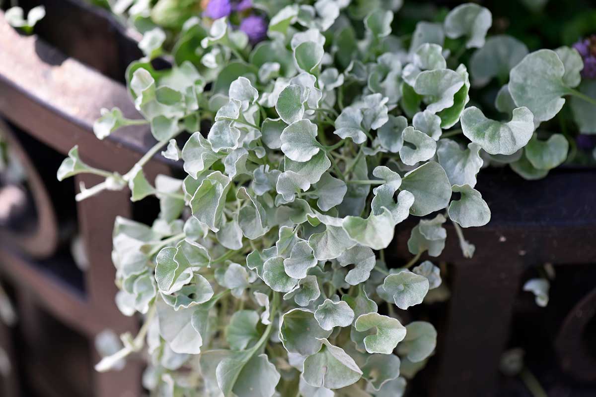 Dichondra alebo inak strieborný dážď či vodopád