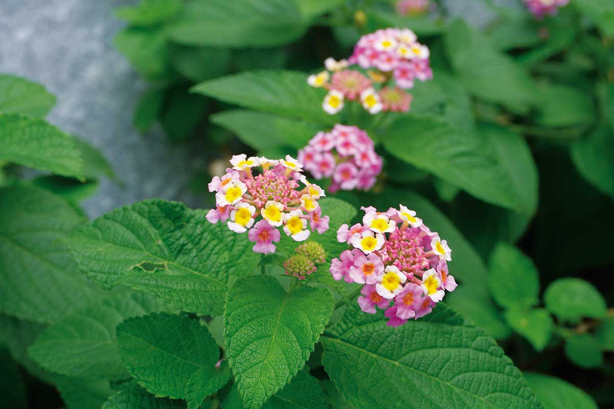 Lantana menlivá