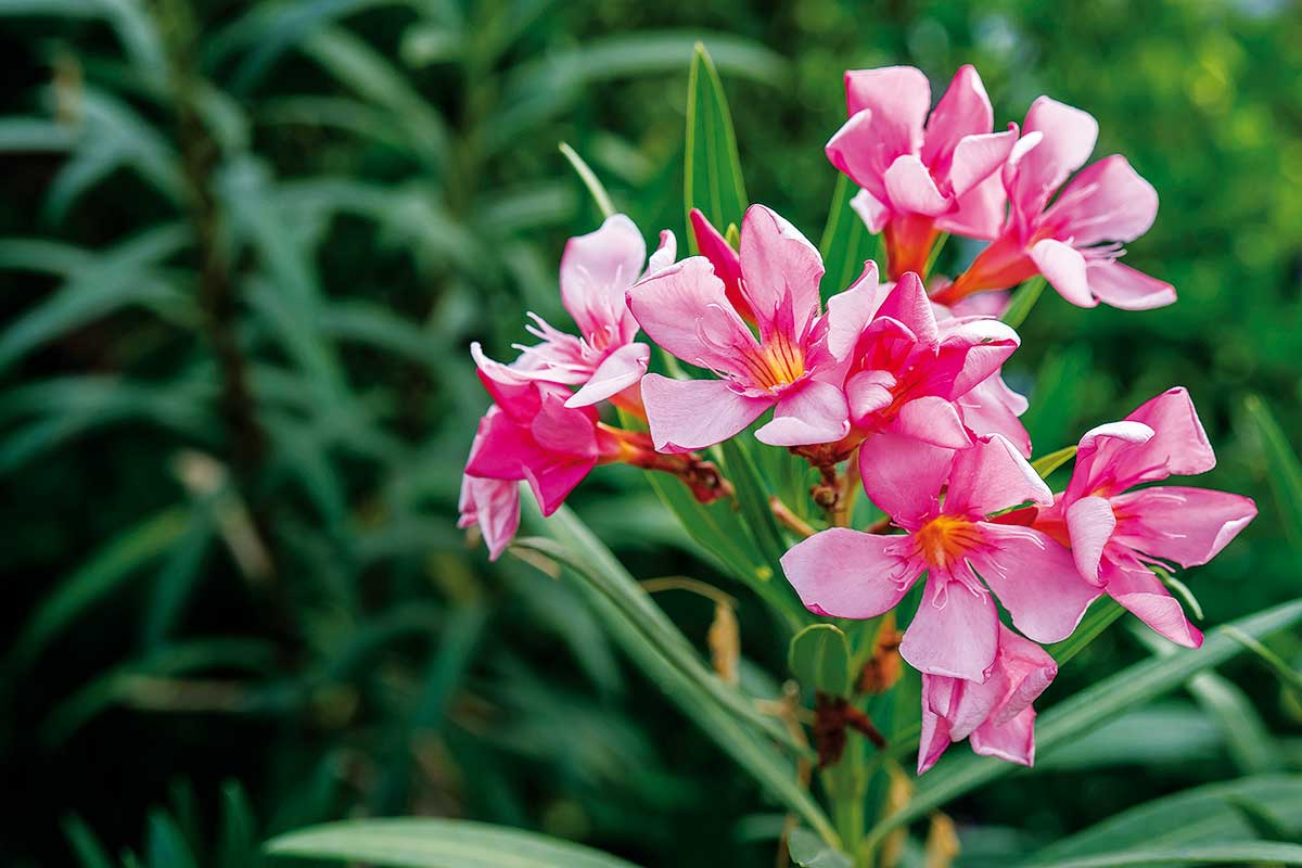 Oleander obyčajný